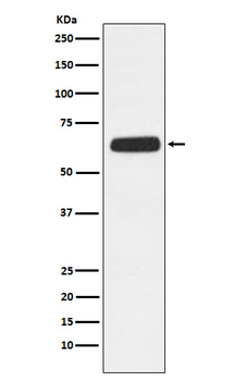 CD89 Rabbit mAb