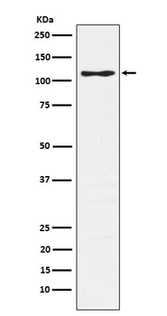 CD162 Rabbit mAb Antibody