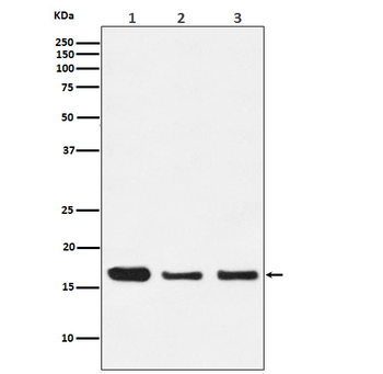 HES5 Rabbit Monoclonal Antibody