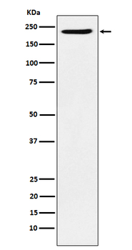 PBRM1 Rabbit Monoclonal Antibody