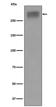 Thyroglobulin Rabbit mAb Antibody