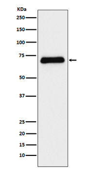 Serotonin transporter Rabbit Monoclonal Antibody