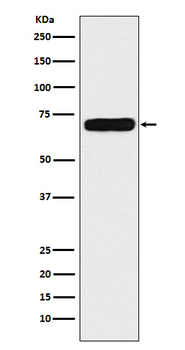 NPRC Rabbit Monoclonal Antibody