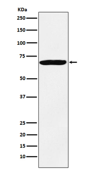 IMP3 Rabbit mAb Antibody