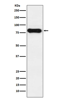 IGHD Rabbit mAb Antibody