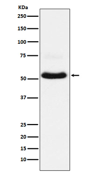 VGLUT1 Rabbit Monoclonal Antibody
