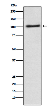 Alpha1 adaptin Rabbit mAb Antibody
