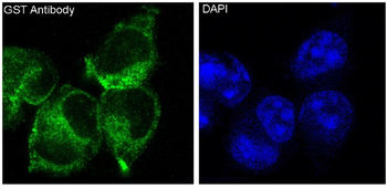 GST Rabbit mAb Antibody