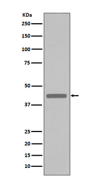 VSV-G-tag Rabbit mAb Antibody