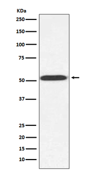 alpha Tubulin(yeast) Rabbit mAb Antibody