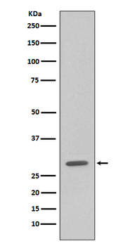 GFP Rabbit mAb Antibody