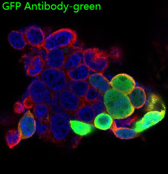 GFP Rabbit mAb Antibody