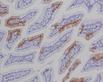 GFP Rabbit mAb Antibody