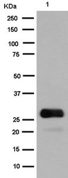 GFP Rabbit mAb Antibody