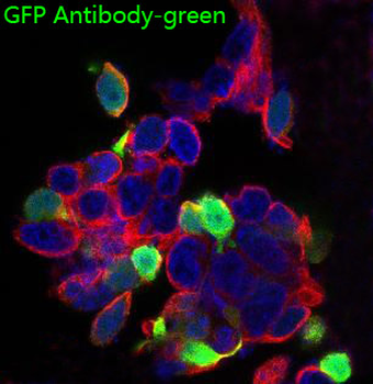 GFP Rabbit mAb Antibody
