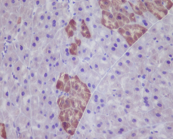 GFP Rabbit mAb Antibody