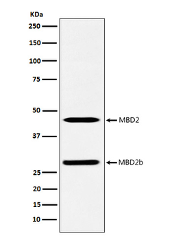 MBD2 Rabbit mAb Antibody