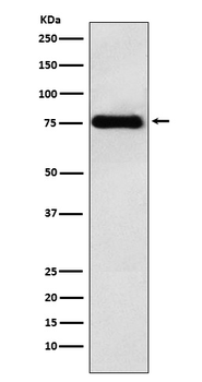 LYRIC Rabbit Monoclonal Antibody