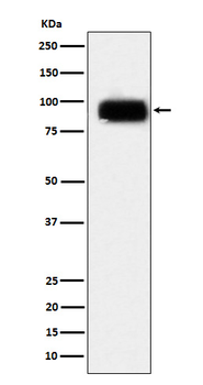 CD166 Rabbit mAb [KD Validated]