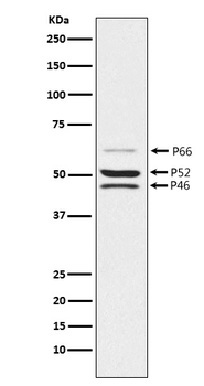 SHC Rabbit mAb Antibody