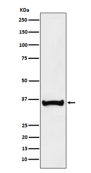 BOB1 Rabbit mAb Antibody