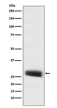 POMC Rabbit Monoclonal Antibody
