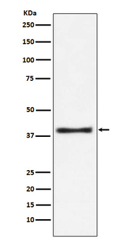 Aspartate Aminotransferase Rabbit mAb