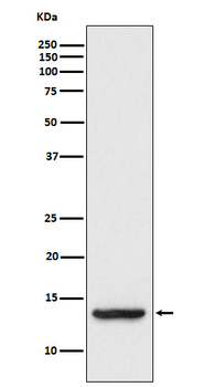 TAX1BP3 Rabbit mAb Antibody