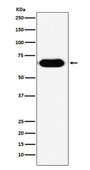 RNF8 Rabbit Monoclonal Antibody