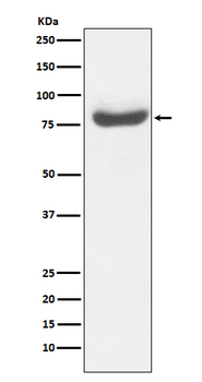 RAP80 Rabbit mAb Antibody