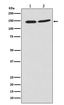 PHF8 Rabbit mAb Antibody