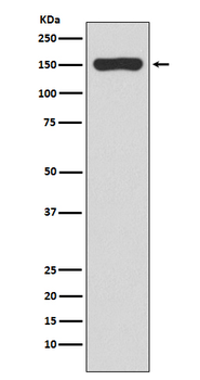 RNA polymerase beta Rabbit mAb Antibody