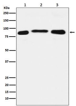 LSD2 / AOF1 Rabbit mAb Antibody