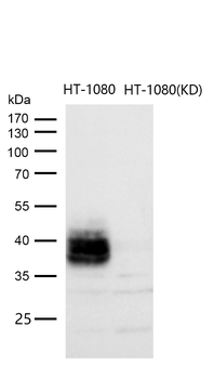 CD82 Rabbit Monoclonal Antibody
