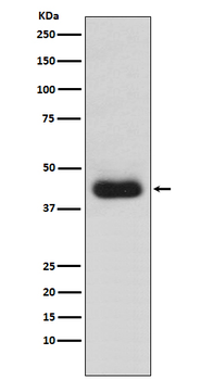 CD82 Rabbit Monoclonal Antibody