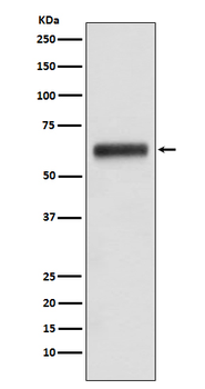 Human IgG3 Rabbit mAb Antibody