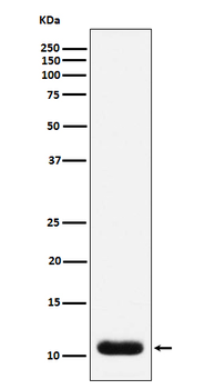 Trefoil Factor 3 Rabbit mAb Antibody
