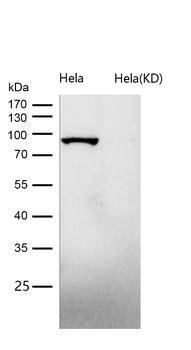 Dynamin 1 Rabbit mAb Antibody