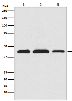 PRAS40 Rabbit mAb Antibody