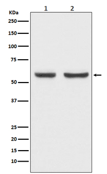 xCT Rabbit mAb Antibody