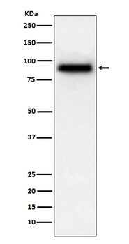 PDE4D Rabbit Monoclonal Antibody