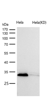 Emerin Rabbit mAb Antibody