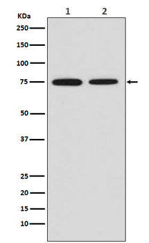 MSR1 Rabbit Monoclonal Antibody
