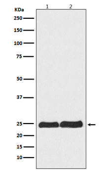 Ran Rabbit mAb Antibody