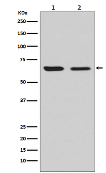 CRMP2 Rabbit mAb Antibody