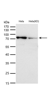 Grp75 Rabbit mAb [KD Validated] Antibody