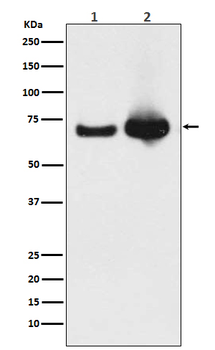 Grp75 Rabbit mAb [KD Validated] Antibody