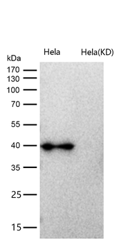 AMBP Rabbit Monoclonal Antibody