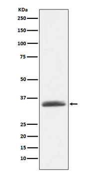 AMBP Rabbit Monoclonal Antibody