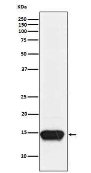 FABP3 Rabbit Monoclonal Antibody